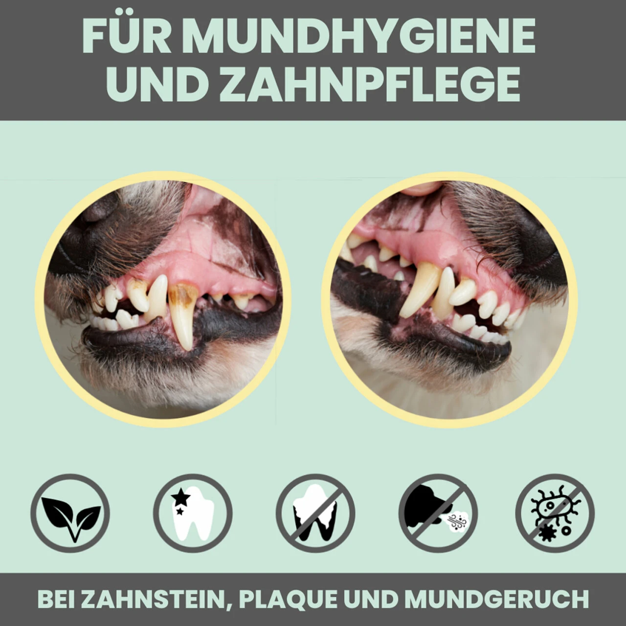 Noms+ Dental-Spray Für Hunde & Katzen 7 Noms+ Dental-Spray Für Hunde & Katzen – Bild 7