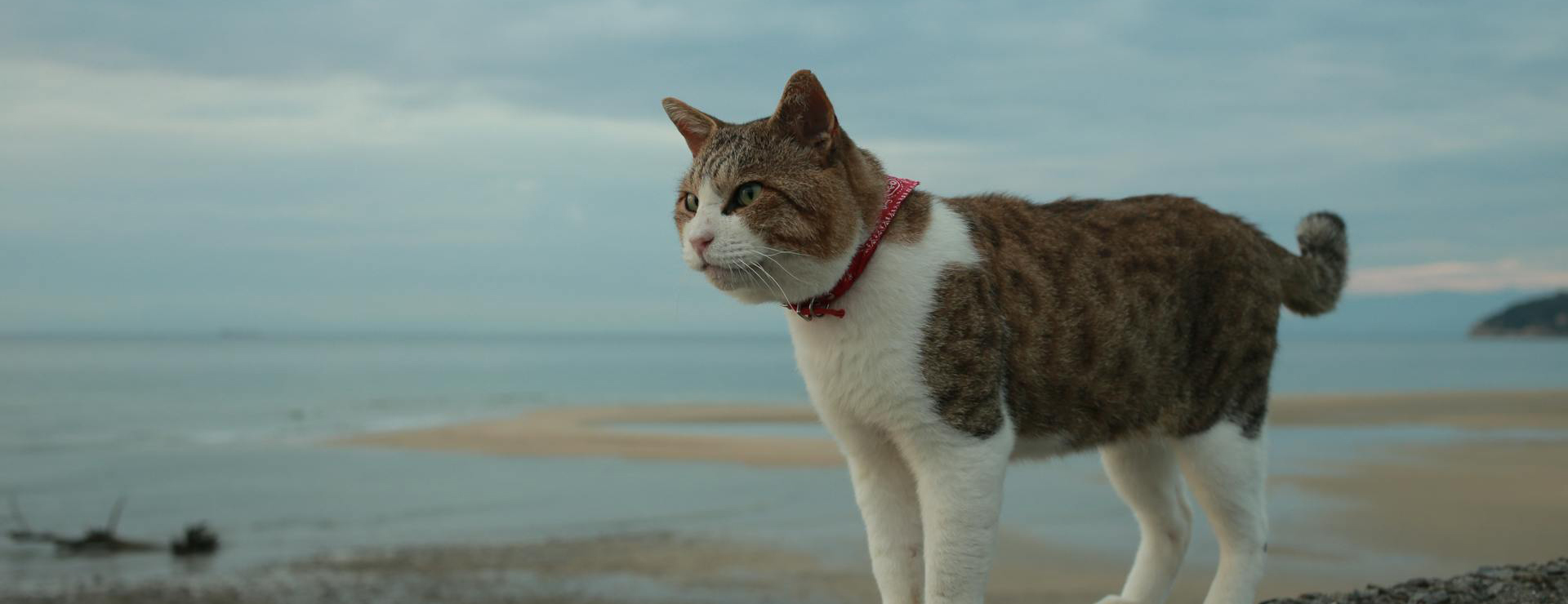 Titelseite 1 Titelseite -Geschäft Für Tierbedarf pexels akihiromatsuda 9707928