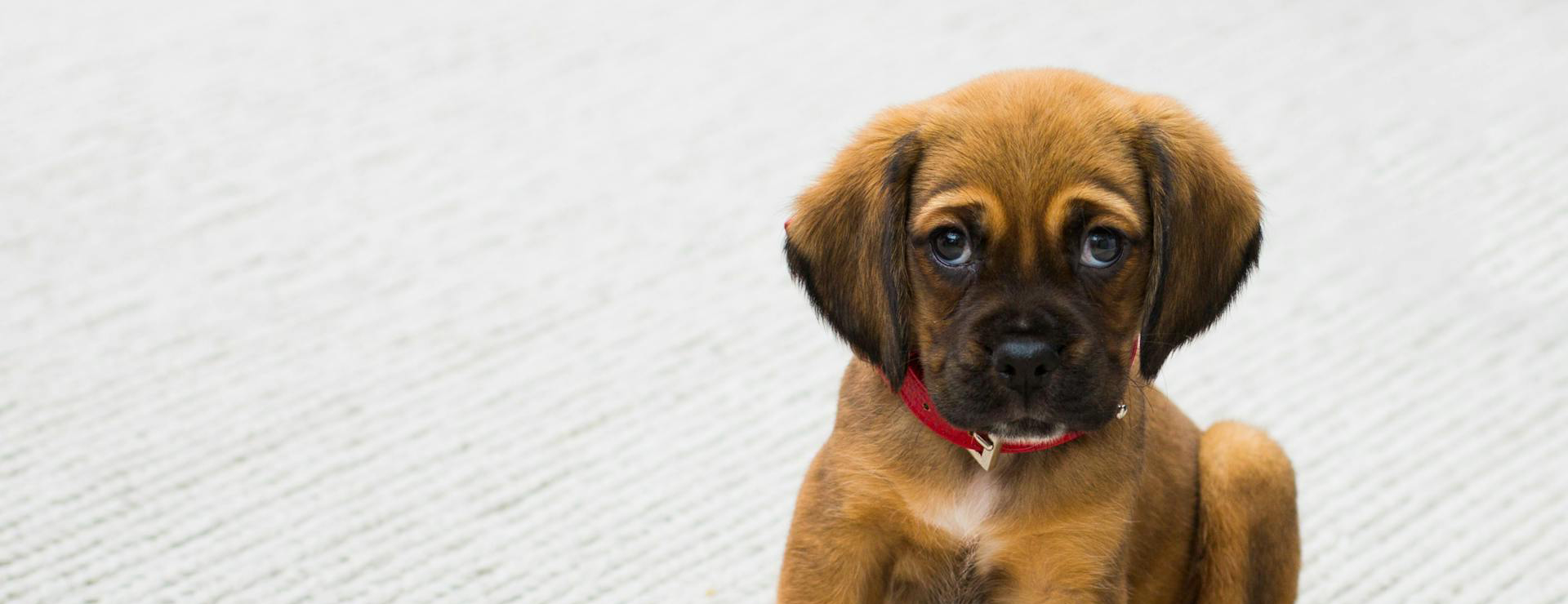 Titelseite 3 Titelseite -Geschäft Für Tierbedarf pexels tdcat 59523