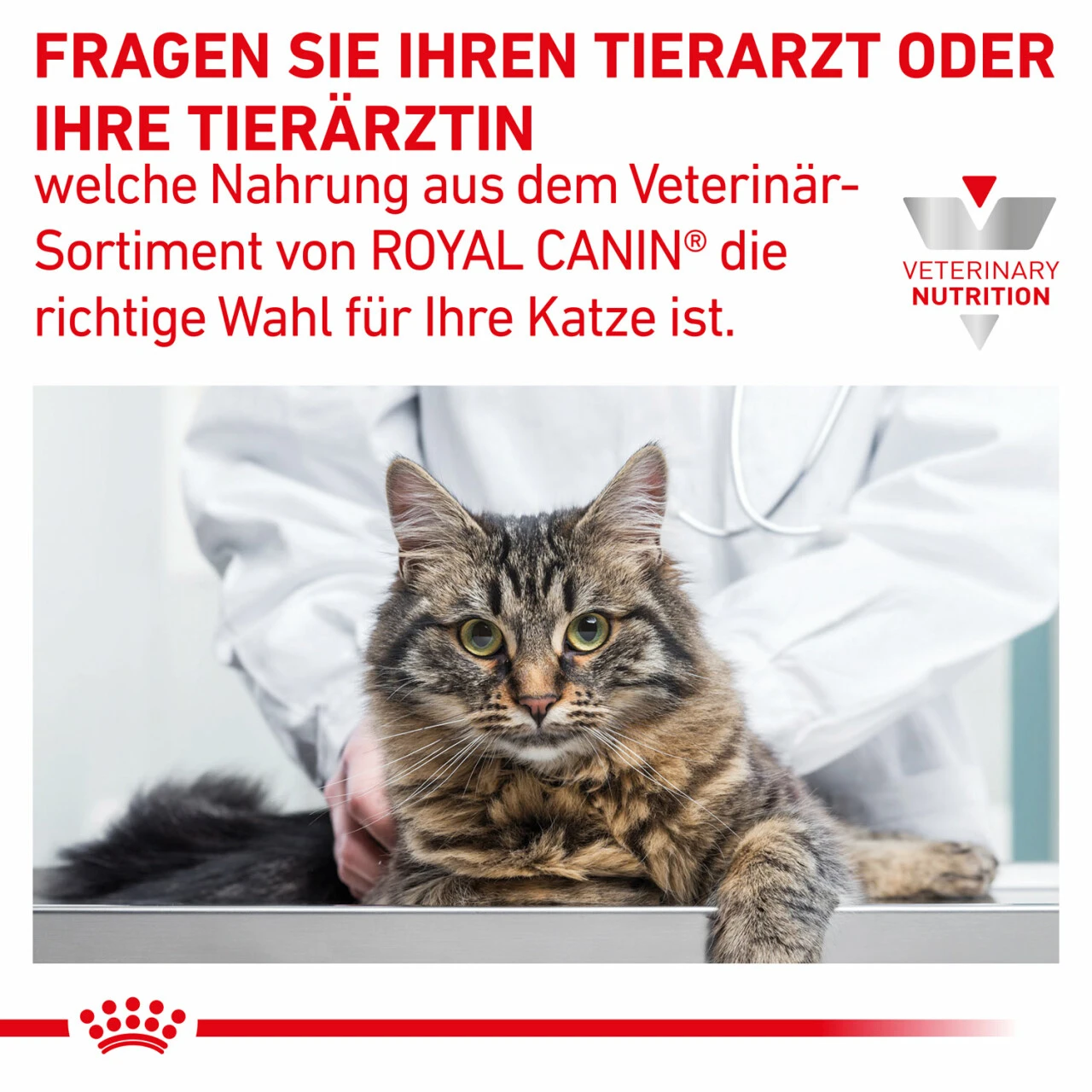 Royal Canin Gastrointestinal Moderate Calorie Trockenfutter Für Katzen 10 Royal Canin Gastrointestinal Moderate Calorie Trockenfutter Für Katzen – Bild 10