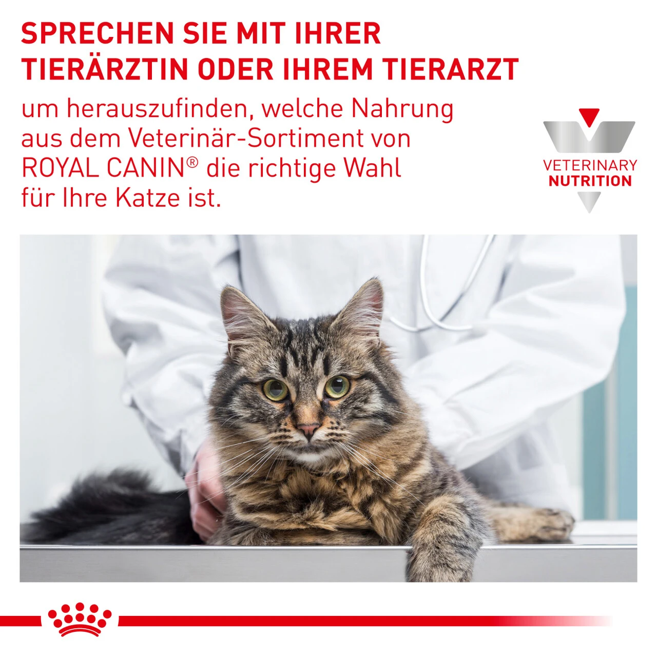 Royal Canin Expert Mature Consult Balance Trockenfutter Für Katzen 10 Royal Canin Expert Mature Consult Balance Trockenfutter Für Katzen – Bild 10