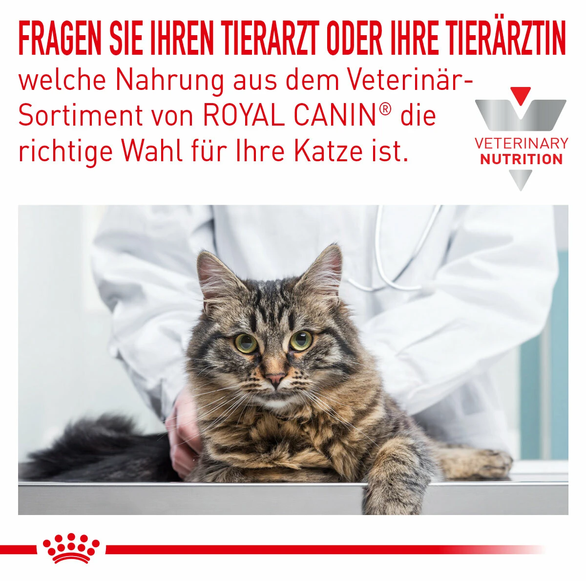 Royal Canin Skin & Coat Trockenfutter Für Katzen 2 Royal Canin Skin & Coat Trockenfutter Für Katzen – Bild 2