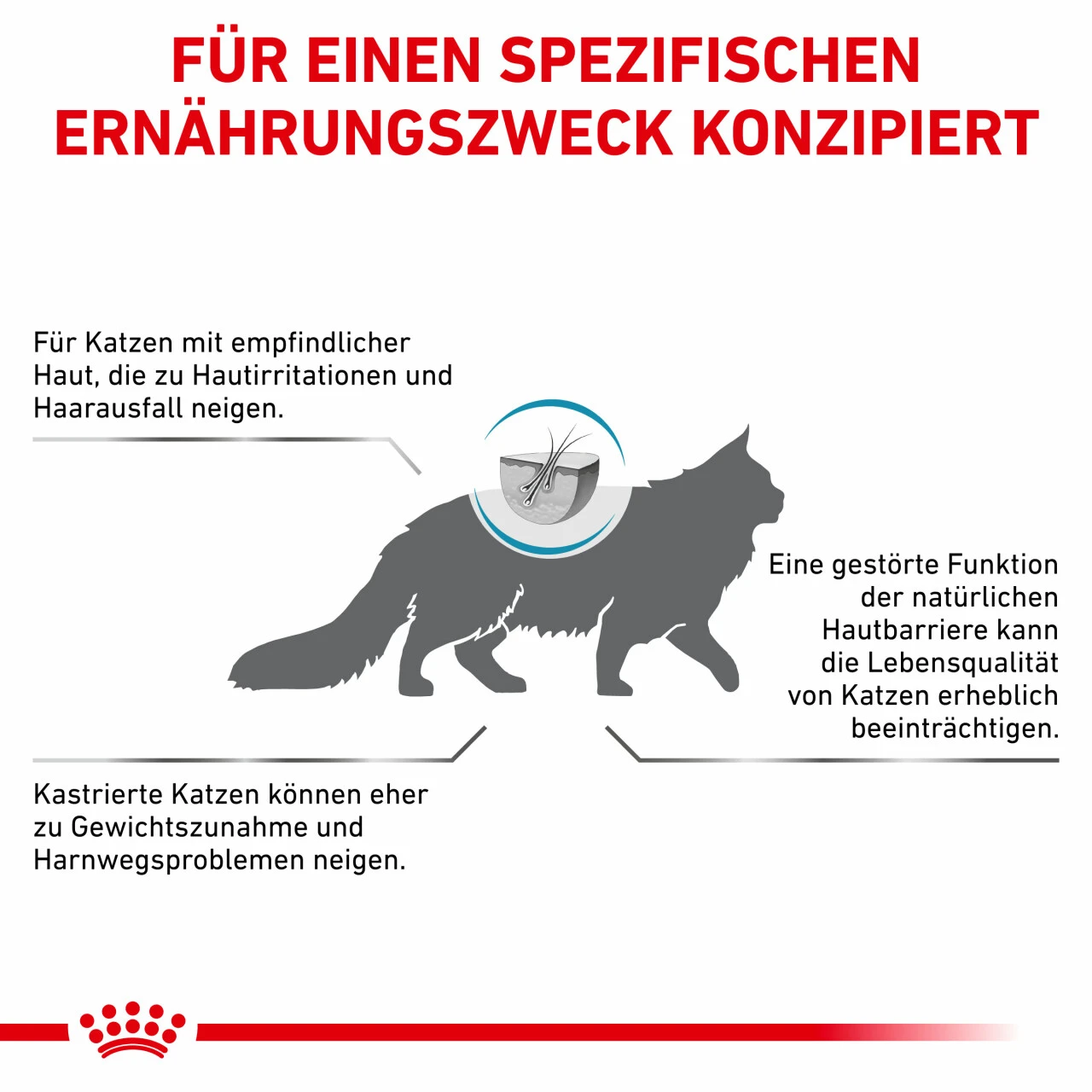 Royal Canin Skin & Coat Trockenfutter Für Katzen 8 Royal Canin Skin & Coat Trockenfutter Für Katzen – Bild 8